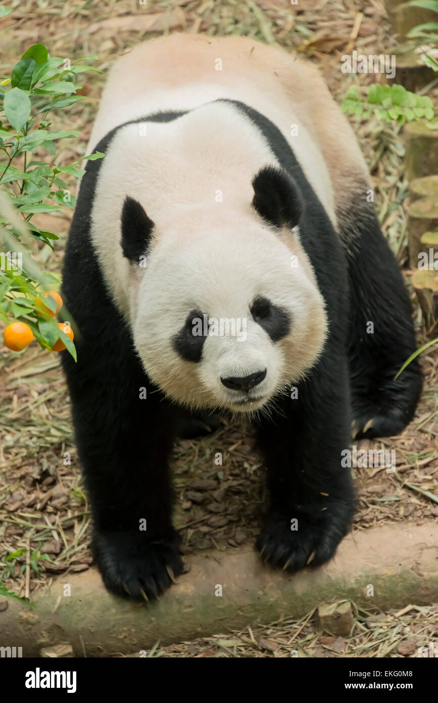 Panda gigante Ailuropoda melanoleuca Foto Stock