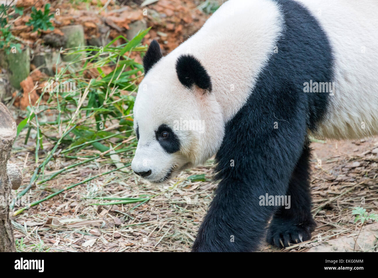 Panda gigante Ailuropoda melanoleuca Foto Stock