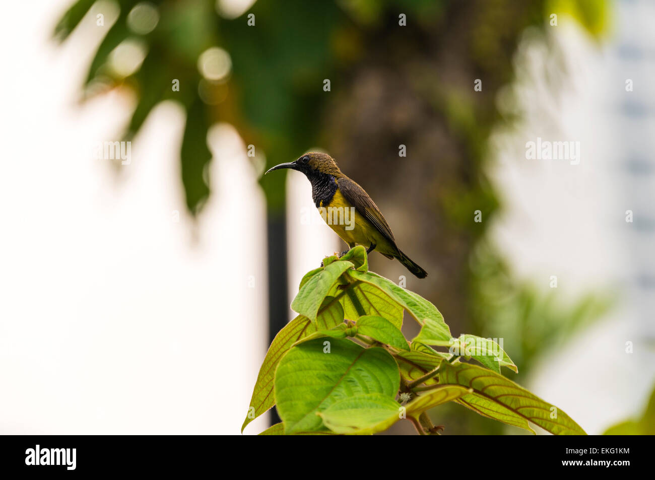 Backup di oliva sunbird Cinnyris jugularis, fedding sui fiori, Singapore Foto Stock