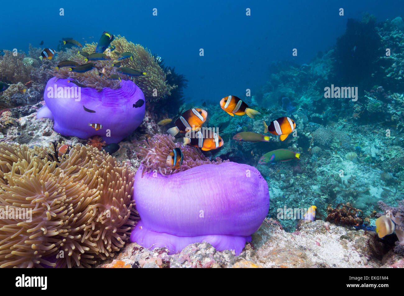Clark (anemonefish Amphiprion clarki). Parco Nazionale di Komodo, Indonesia. Foto Stock