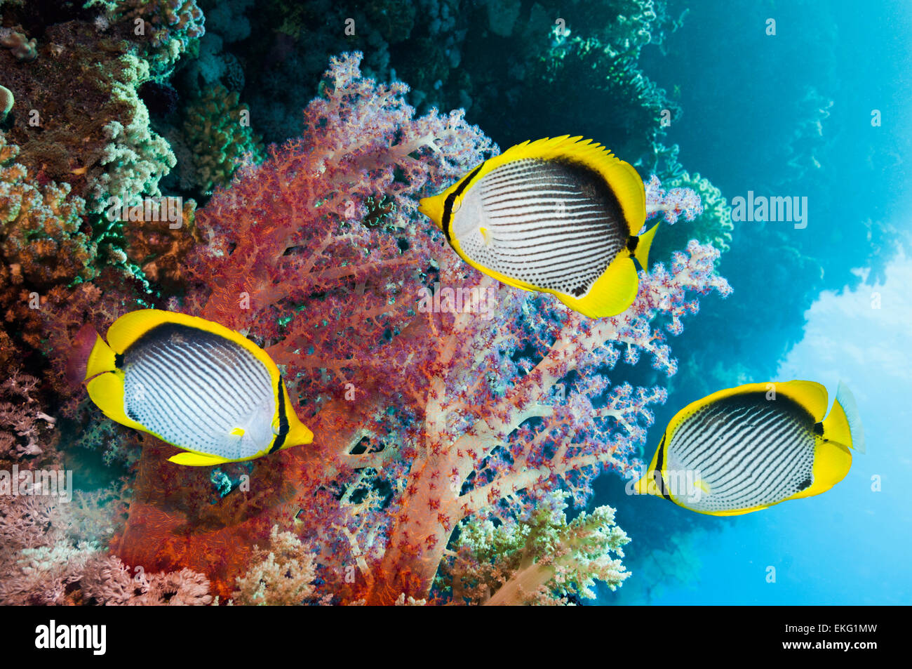 Blackbacked butterflyfish [Chaetodon melannotus] nuoto passato soft coral [Dendronephthya sp.]. Egitto, Mar Rosso. Foto Stock