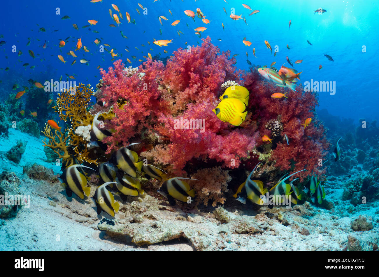 Coral reef paesaggi con Golden butterflyfish (Chaetodon semilarvatus) e Mar Rosso bannerfish (Heniochus intermedius) Foto Stock