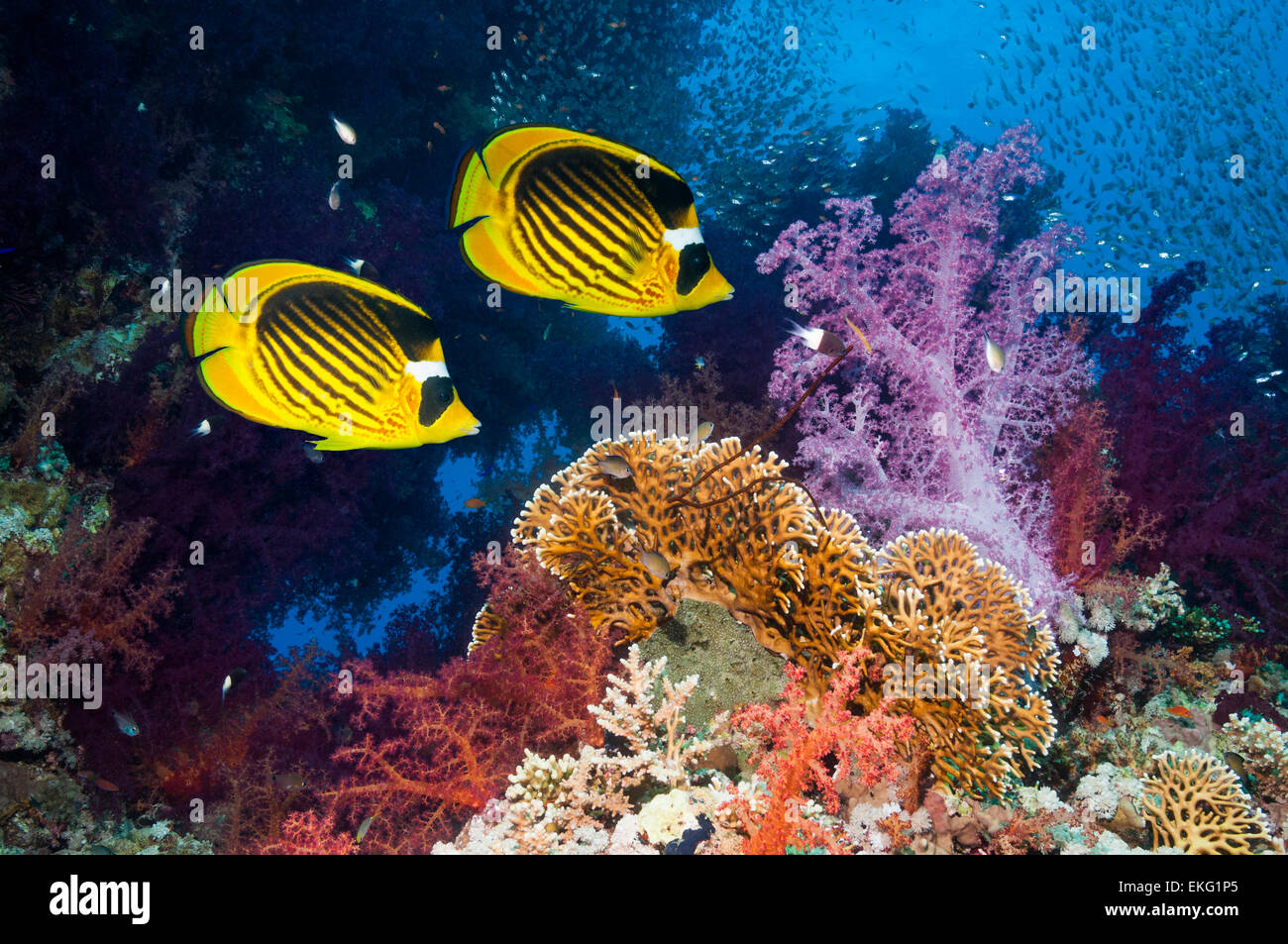 Coral reef paesaggi con mare rosso raccoon butterflyfish [Chaetodon fasciatus] e coralli molli (Dendronephthya sp). Egitto, Mar Rosso Foto Stock