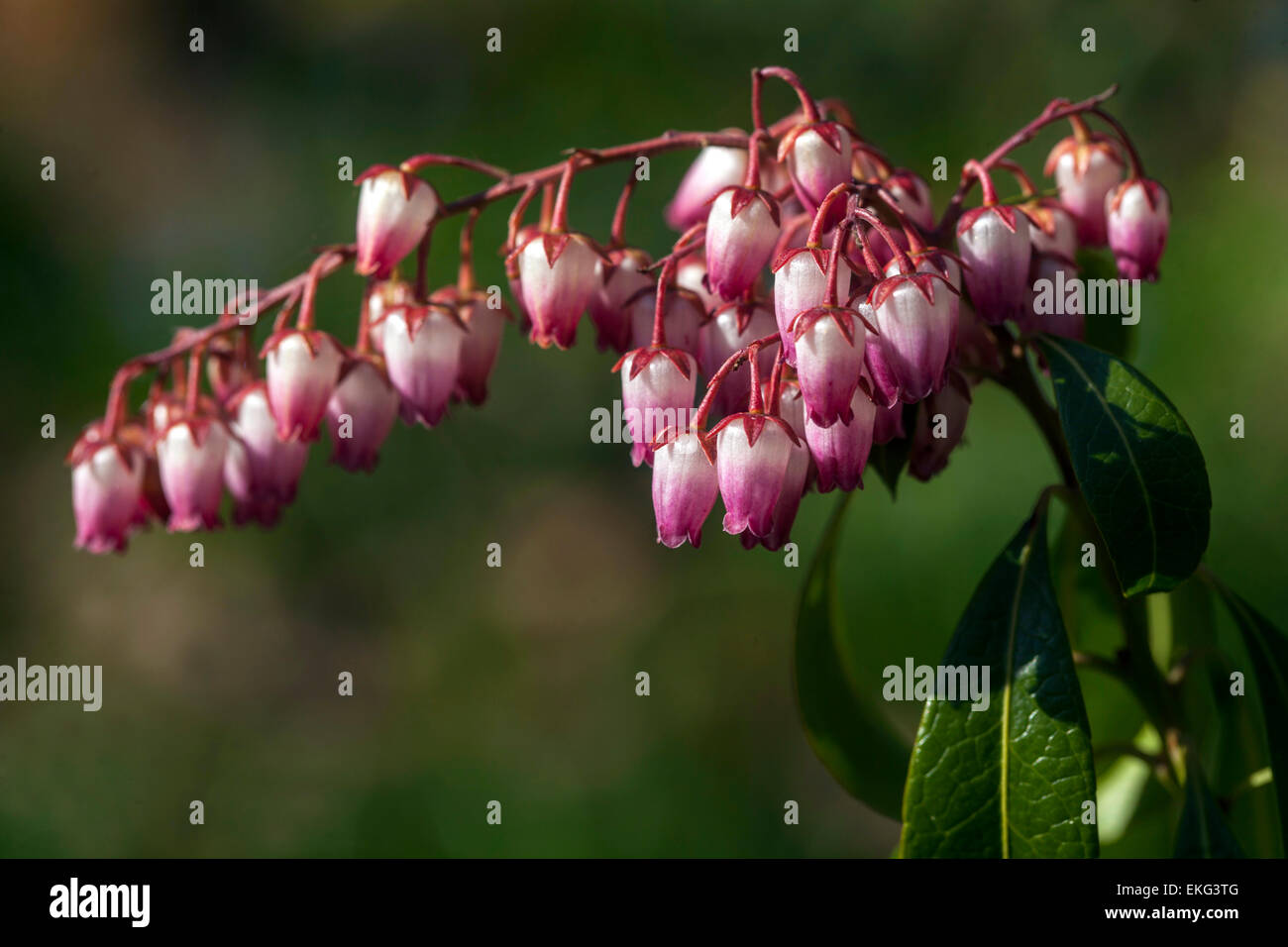 Giapponese Pieris japonica 'Valentine' rosa fiore giapponese andromeda Foto Stock