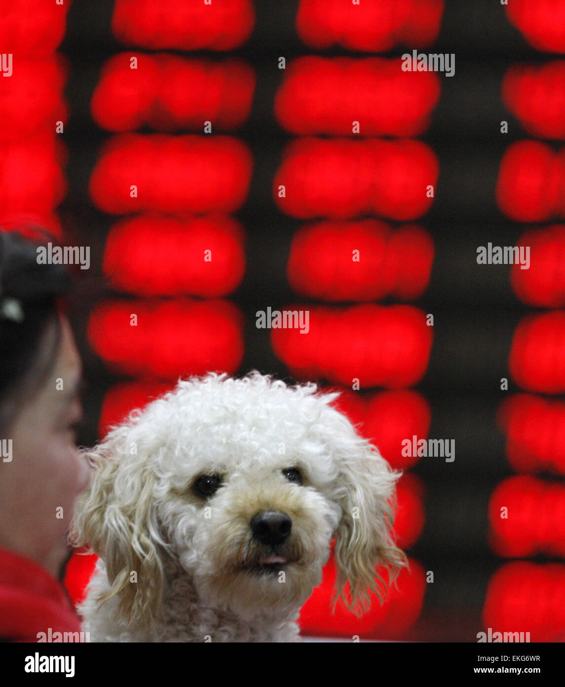 Shanghai, Cina. Decimo Apr, 2015. Un cane è tenuto da una donna orologi eclettica monitor presso una borsa in Huaibei , provincia di Anhui in Cina il 10 aprile 2015. Il Shanghai Composite Index è salito nuovamente sopra il livello di 4.000 ed era pronto per un quinto incremento settimanale. Il composito di Shanghai rose 1,4%, pronti per il più alto vicino a partire da marzo 2008. Il CSI300 indice è aumentato di 1,2 per cento. Per questa settimana, erano impostati per i guadagni di 3,9% e 3,4%, rispettivamente. Credito: Panda occhio/Alamy Live News Foto Stock