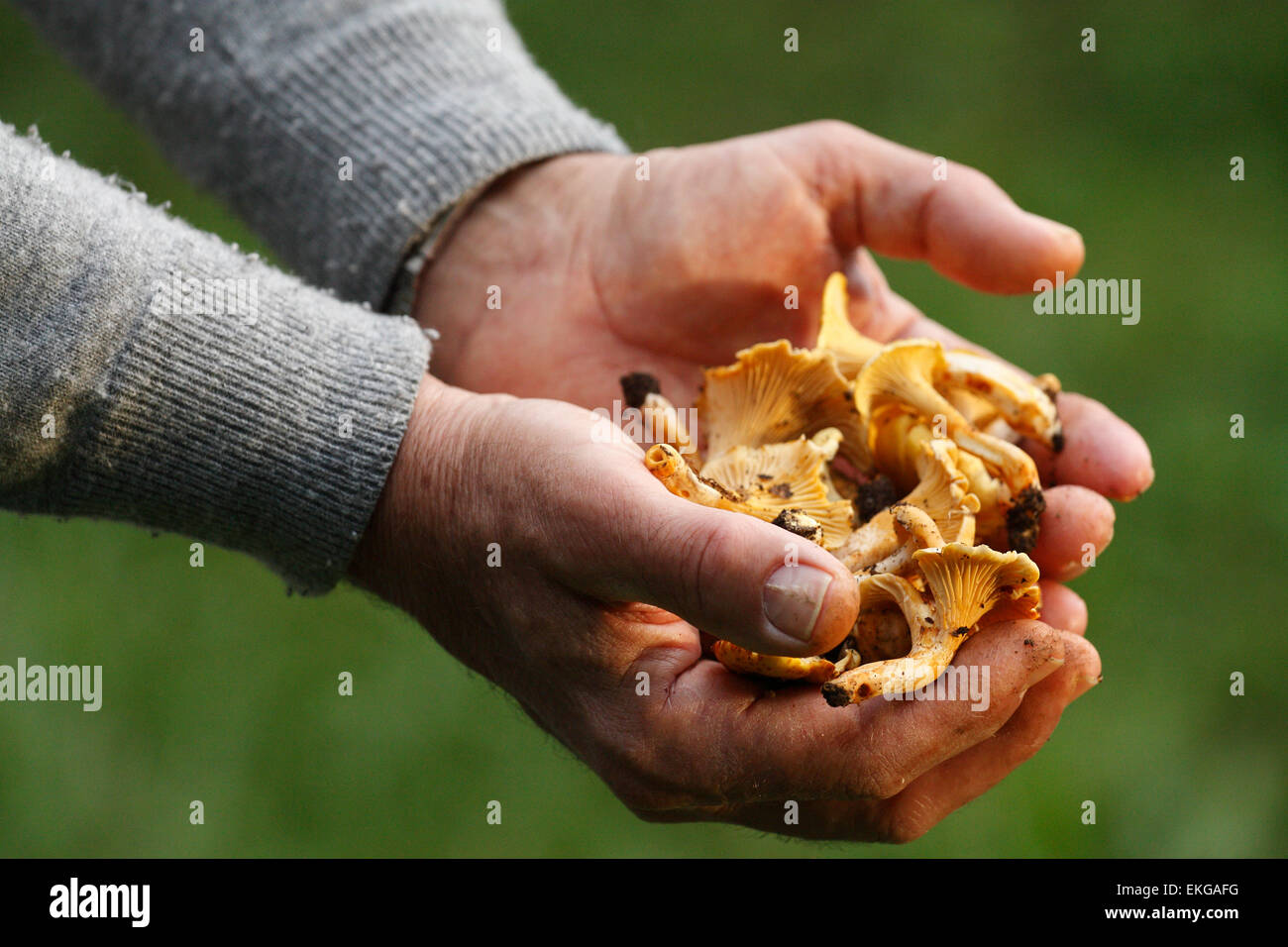 Un uomo è in possesso di funghi. Foto Stock