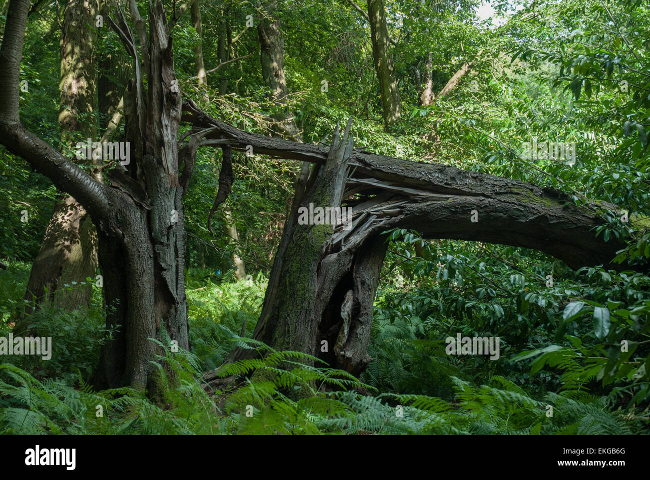 Alberi spezzati dal vento nel bosco Foto Stock