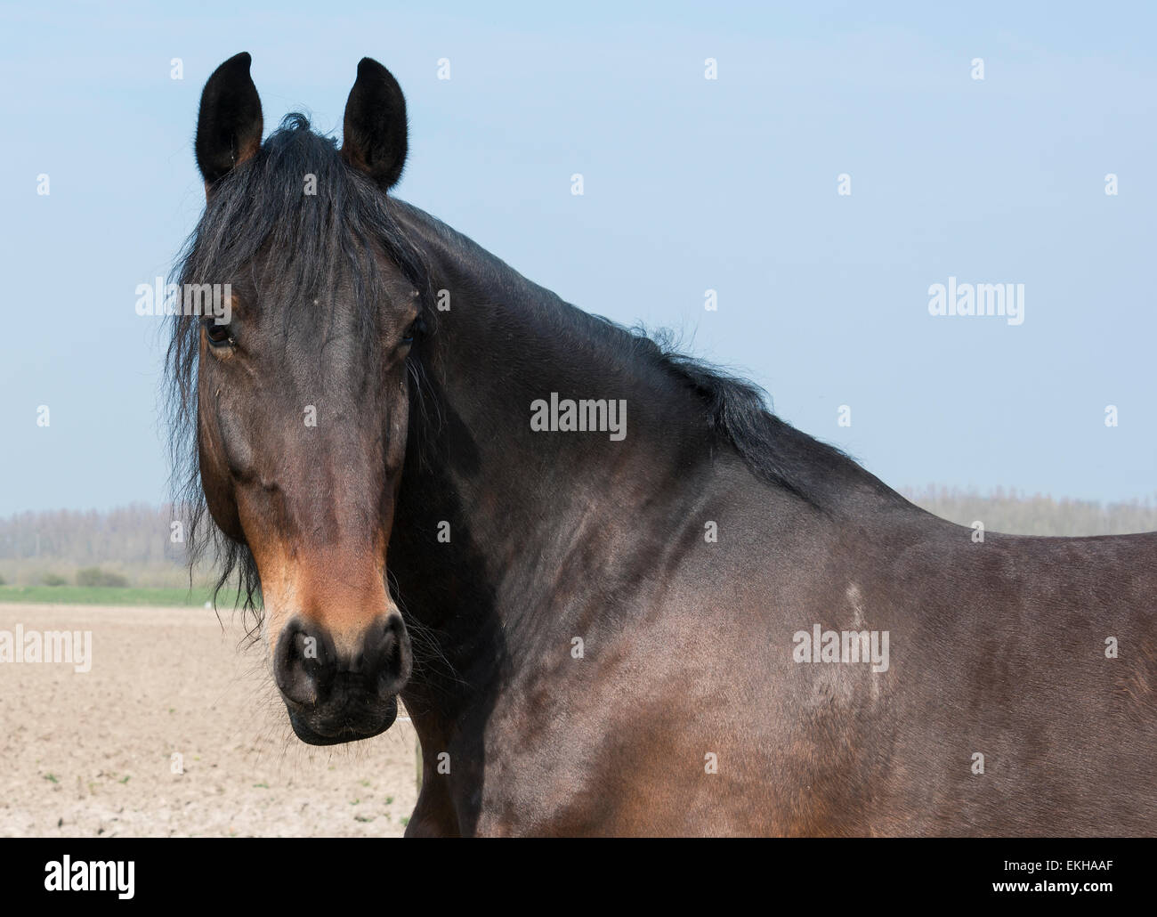 Vista dettagliata del cavallo marrone mammifero in piedi nel campo con il blu del cielo come sfondo Foto Stock