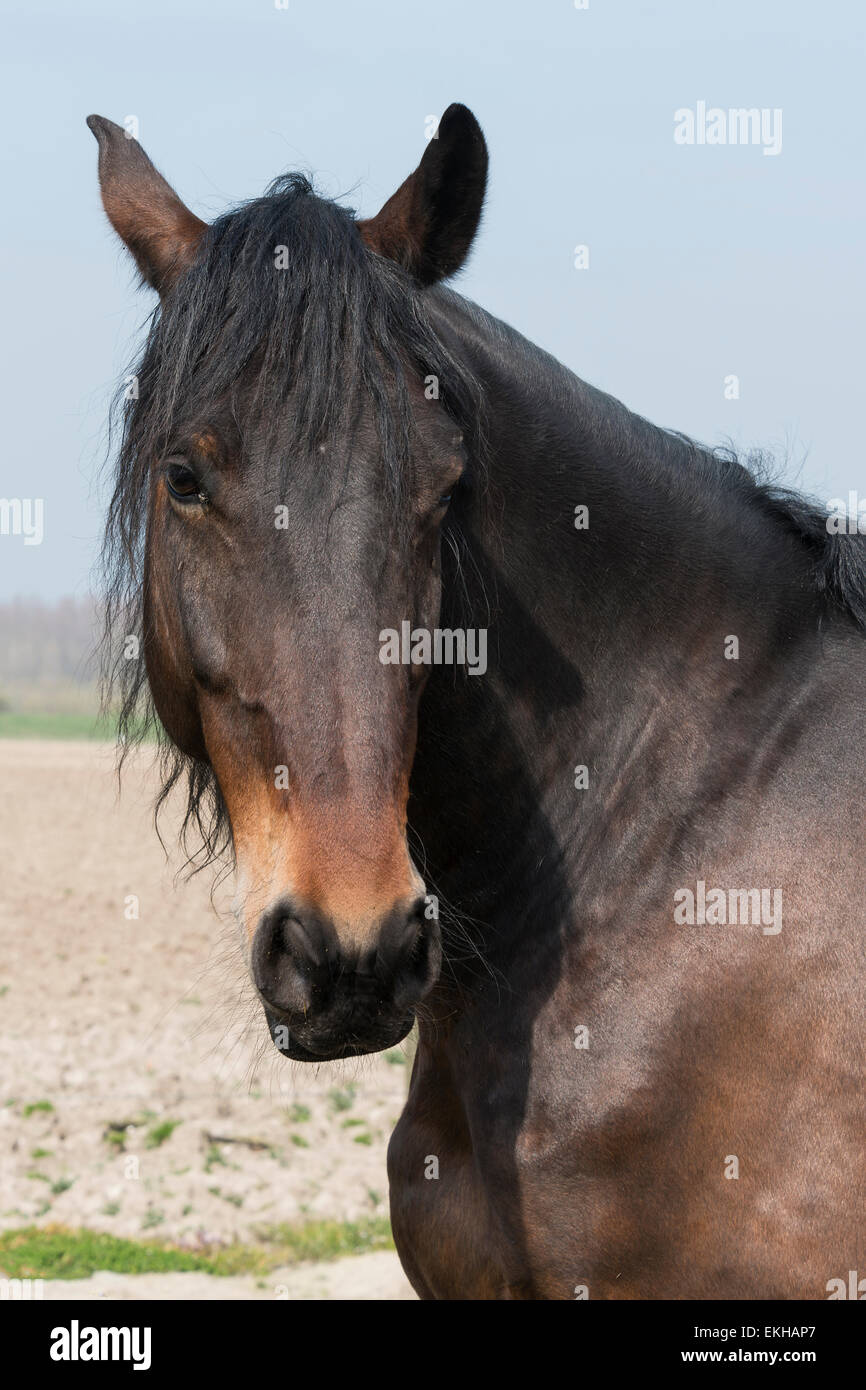 Vista dettagliata del cavallo marrone mammifero in piedi nel campo con il blu del cielo come sfondo Foto Stock