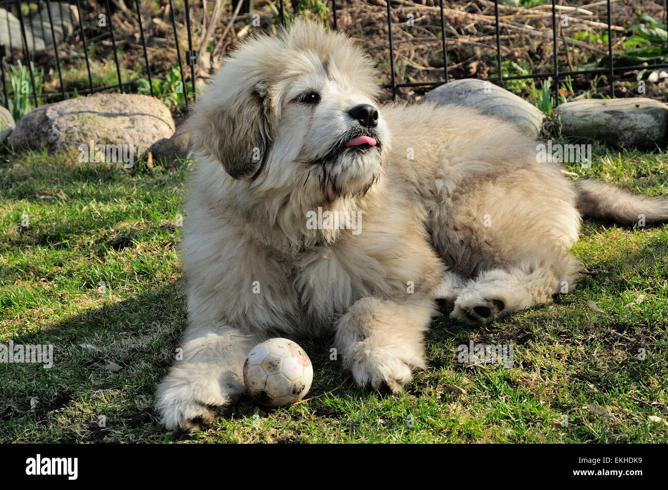 Grande Pirenei e anatolica Shepard mix cucciolo di nome Chloe. Foto Stock