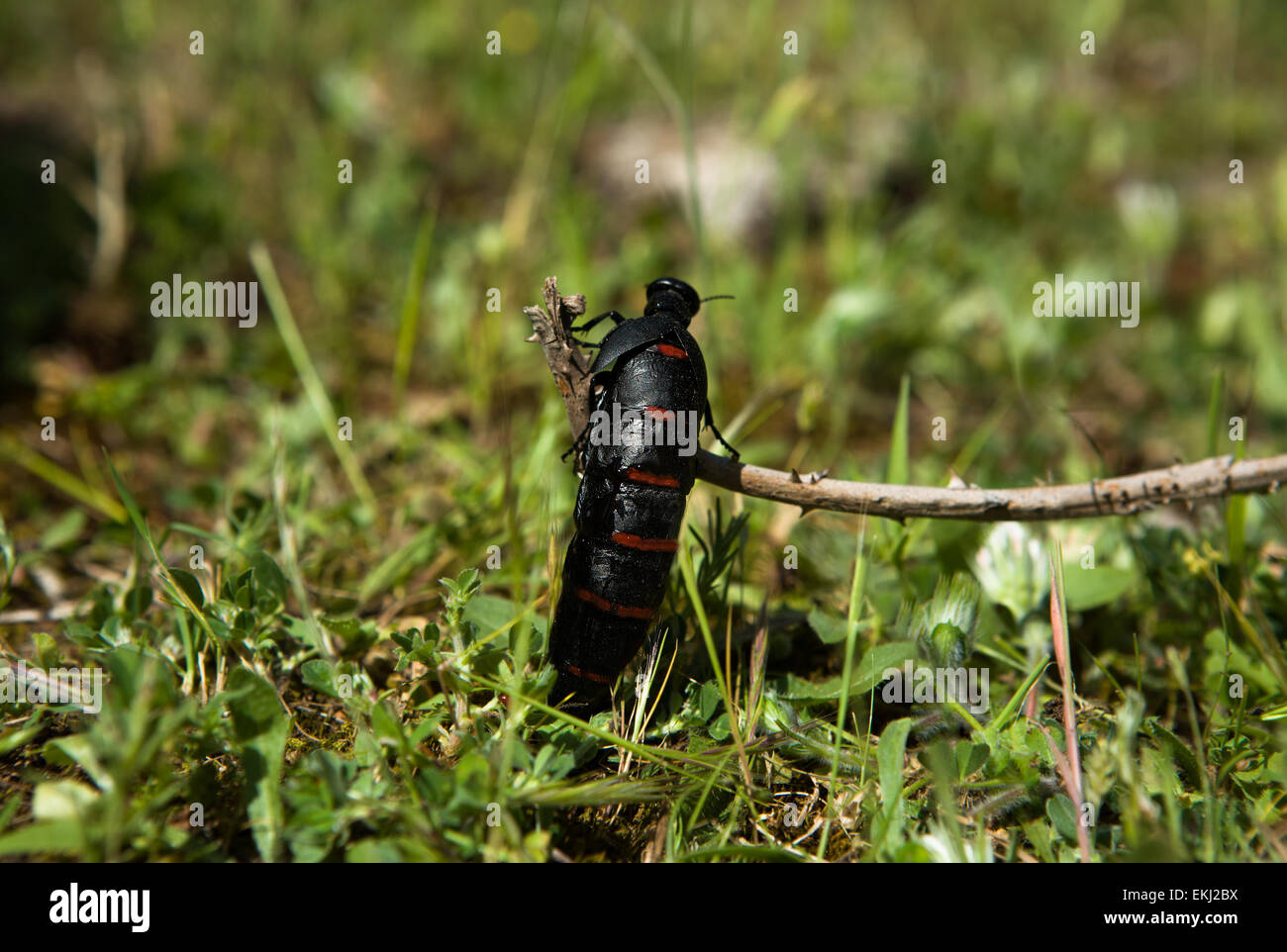 Blister beetle scalata di un impianto, Alor Mountain Range, Estremadura, Spagna Foto Stock