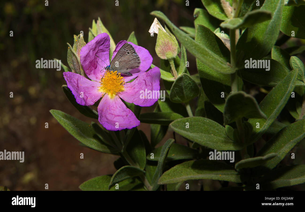 Blue Butterfly sul fiore rosa, Alor Mountain Range, Estremadura, Spagna Foto Stock