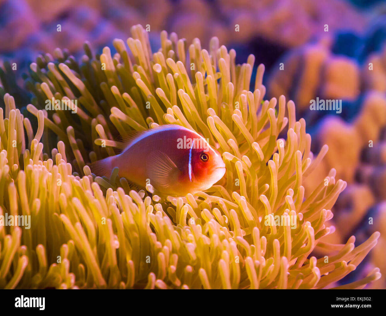 Anemone e Rosa clownfish close-up. Foto Stock