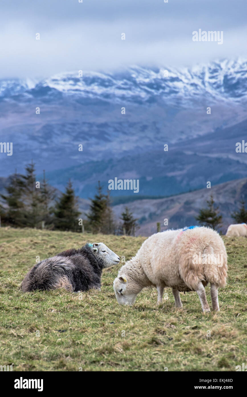 Pecore nel distretto del lago di fronte a qualche grande collina con neve e nuvole sulla parte superiore Foto Stock