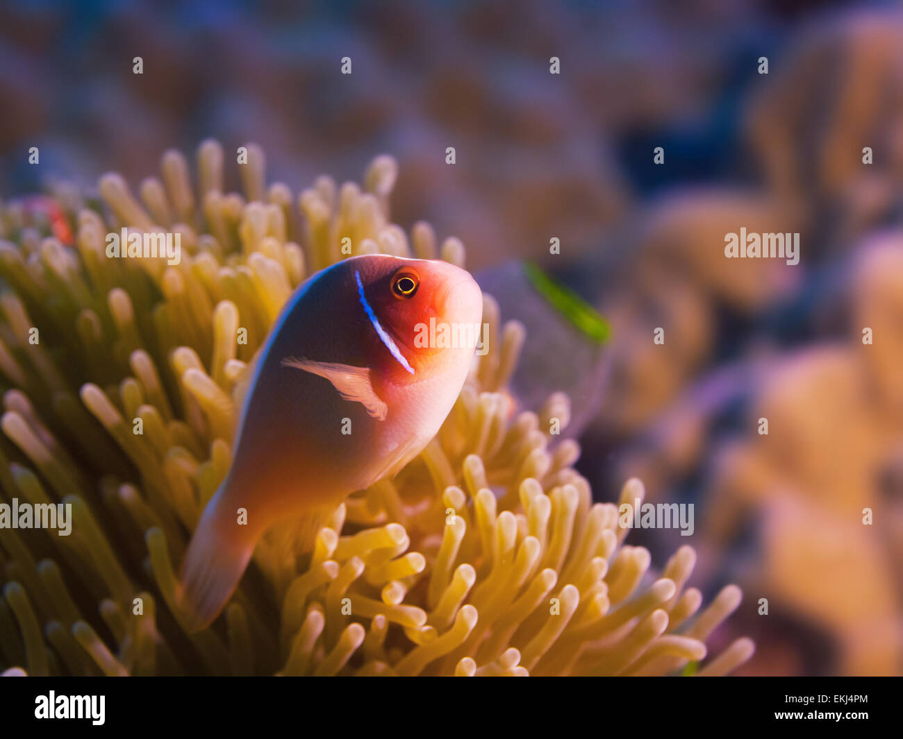 Anemone e Rosa clownfish close-up. Foto Stock