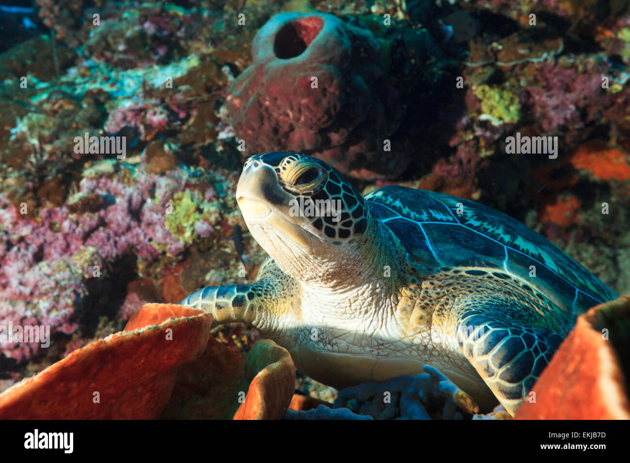 Hawksbill tartaruga di mare (Eretmochelys imbricata) sulla barriera corallina Foto Stock