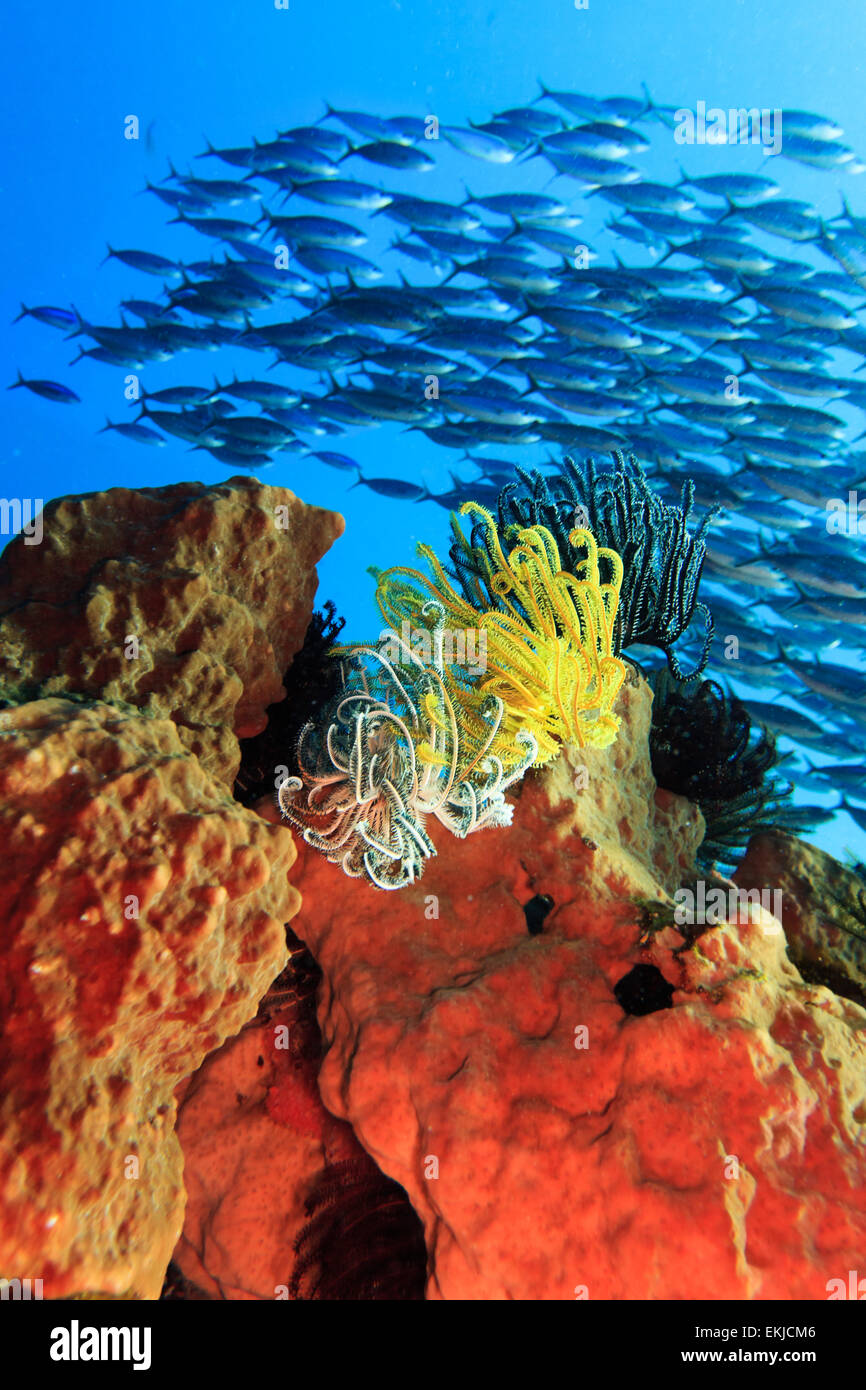 Stelle piuma sulla coral. Pesci sullo sfondo Foto Stock
