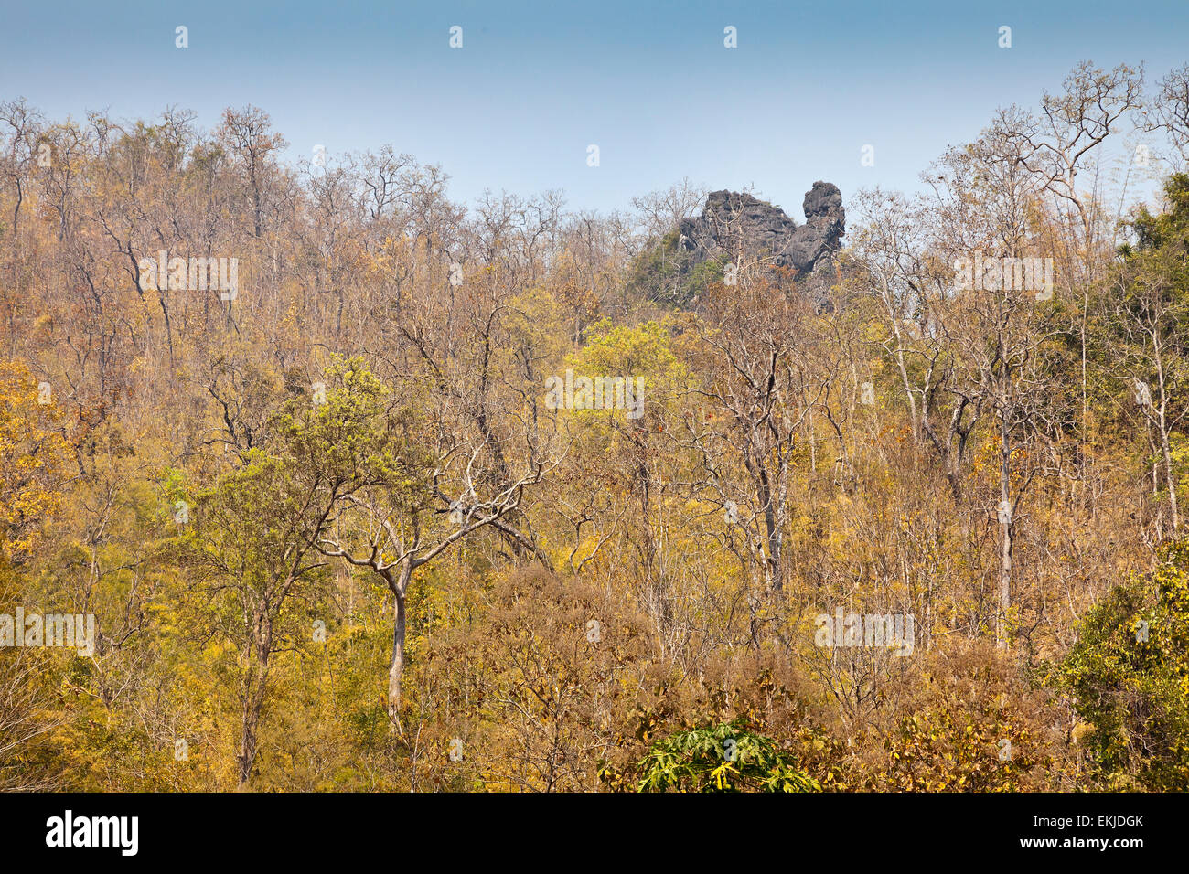 Tropical secco foresta arbustiva nel nord della Thailandia. Foto Stock