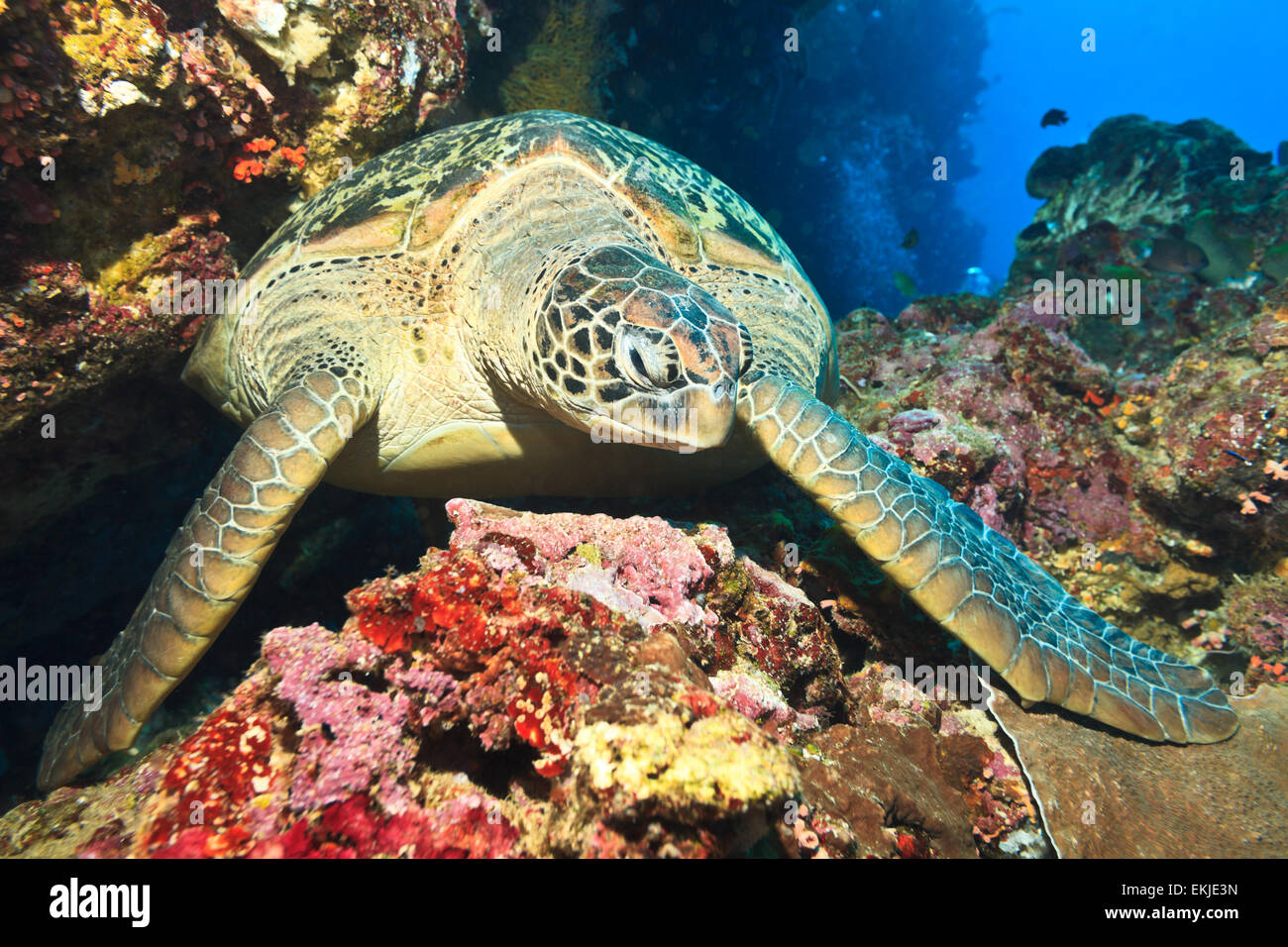 Hawksbill tartaruga di mare (Eretmochelys imbricata) sulla barriera corallina Foto Stock