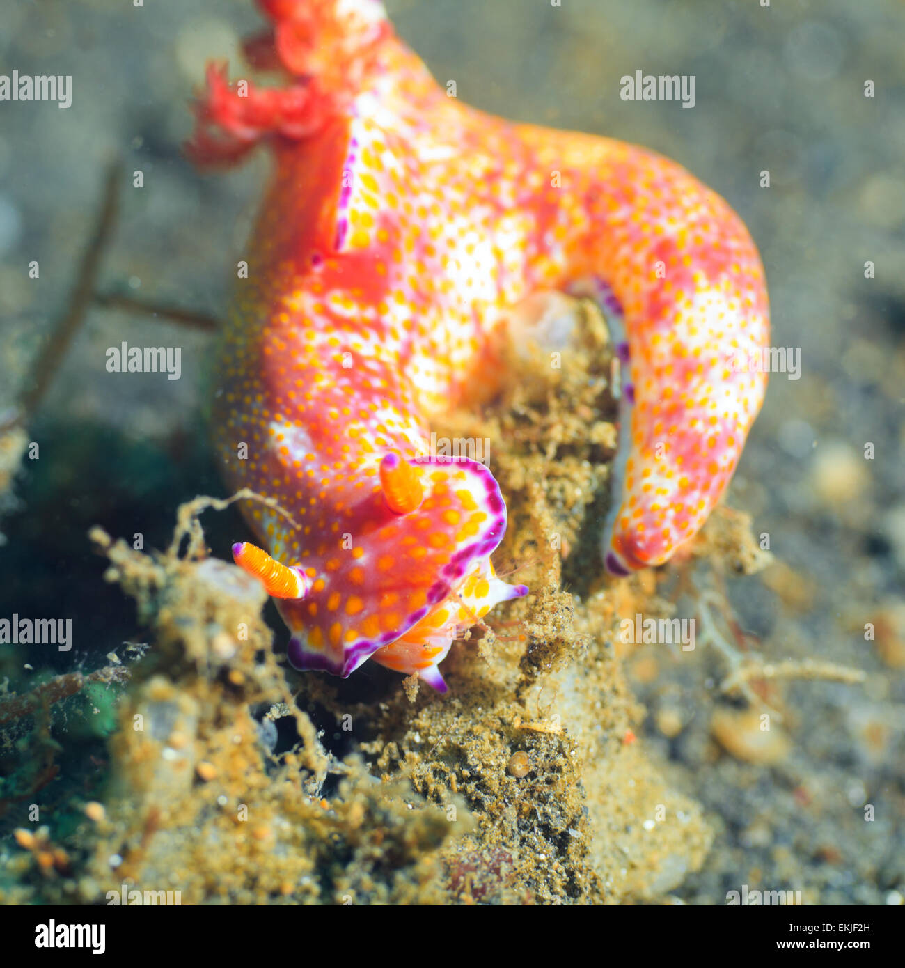 Ripresa macro di un Ceratosoma trilobatum nudibranch underwater Foto Stock
