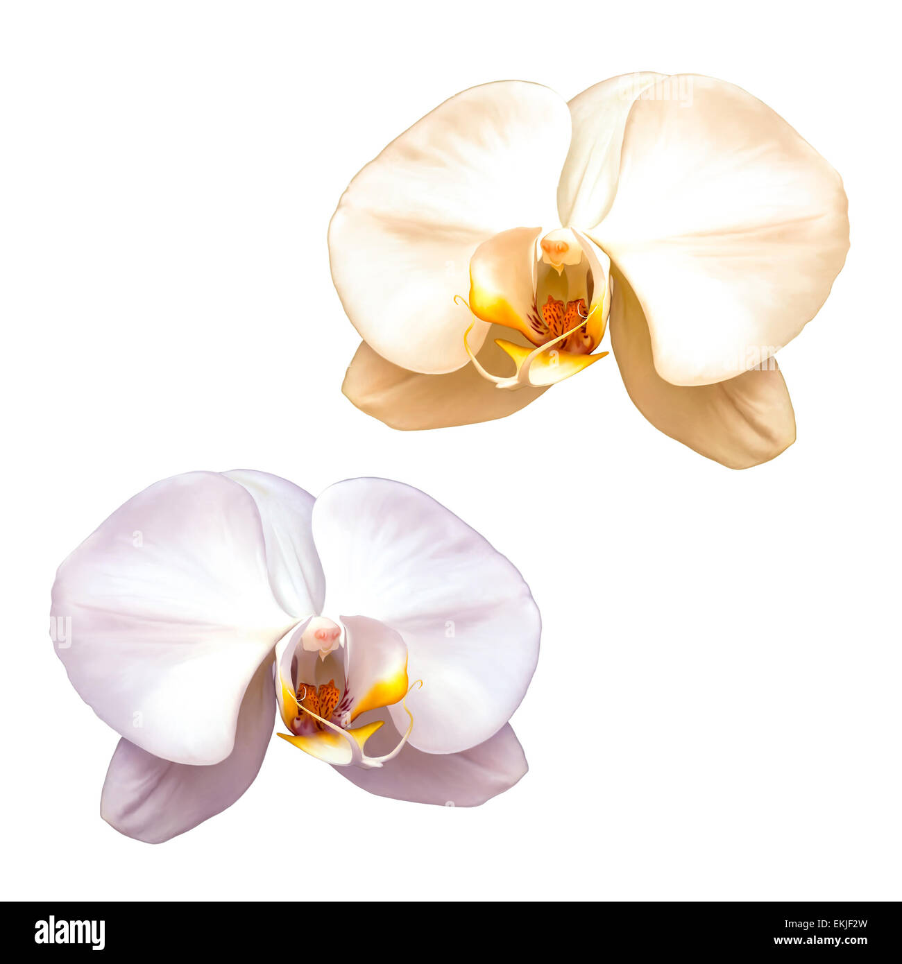 White Orchid con rosso medio isolato su uno sfondo bianco, Foto Stock