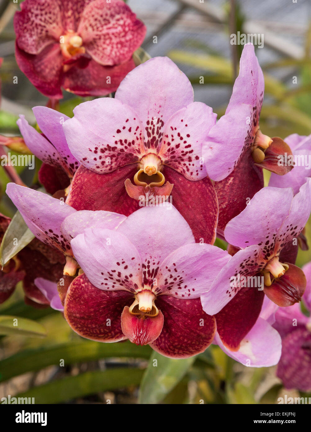 Tropical orchid diversità ibrido, Thailandia Foto Stock