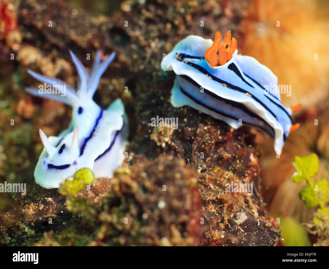 Ripresa macro di un due nudibranches underwater Foto Stock