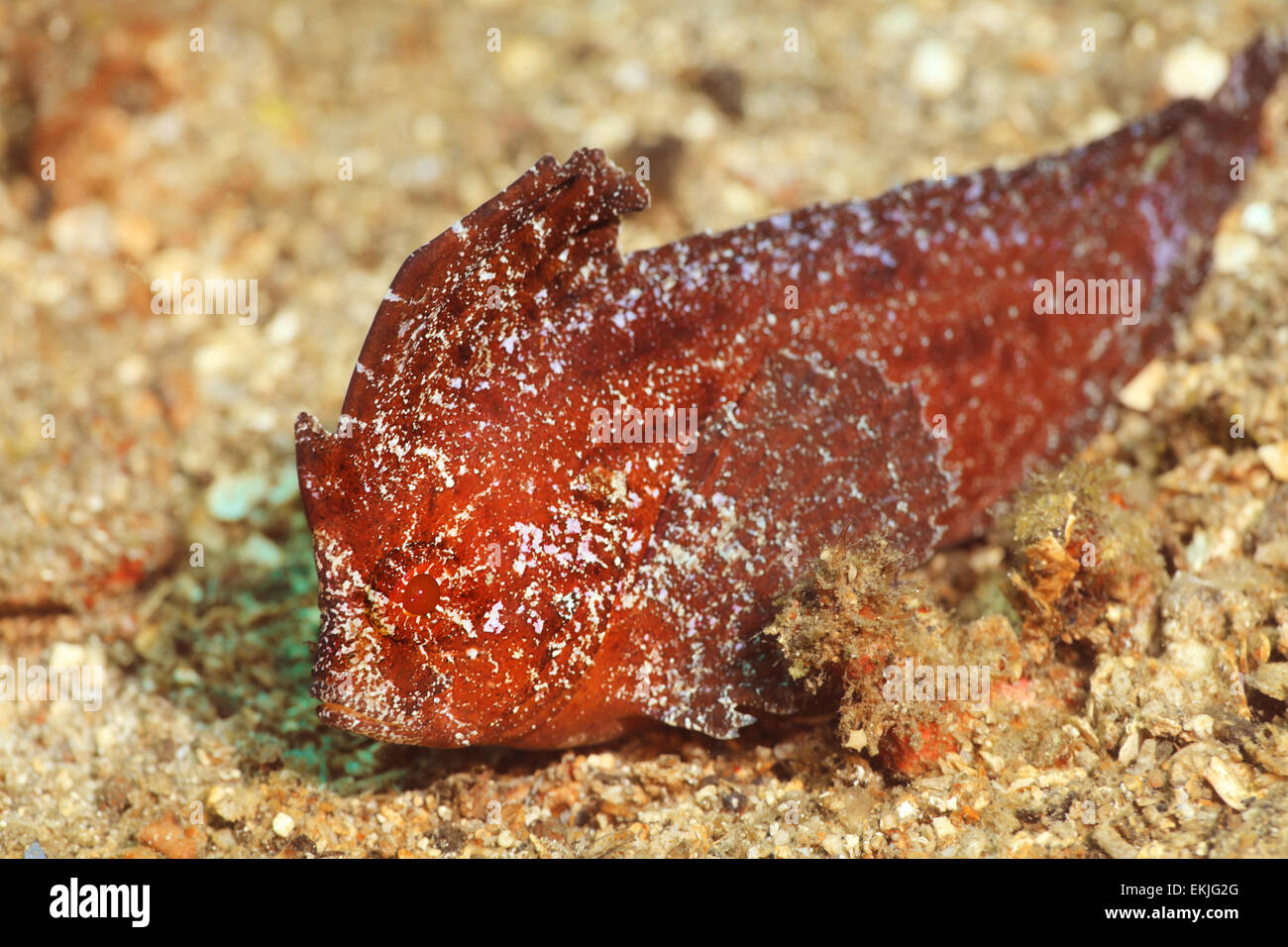Ripresa macro di un pesce tropicale Leaffish underwater Foto Stock