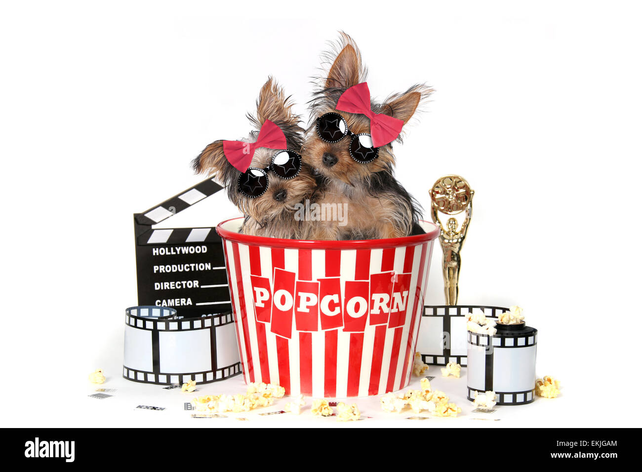 Glamorous Yorkshire Terrier cuccioli celebrando i film di Hollywood Foto Stock