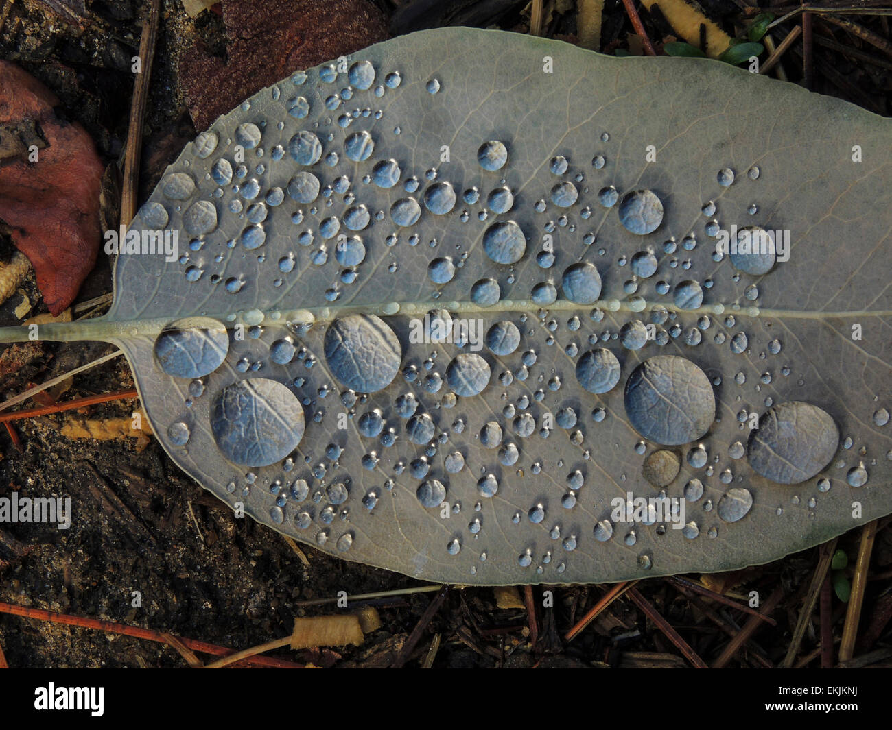 Gocce d'acqua sulla parte inferiore di una foglia caduta in Sierra Foothills della California del Nord. Foto Stock