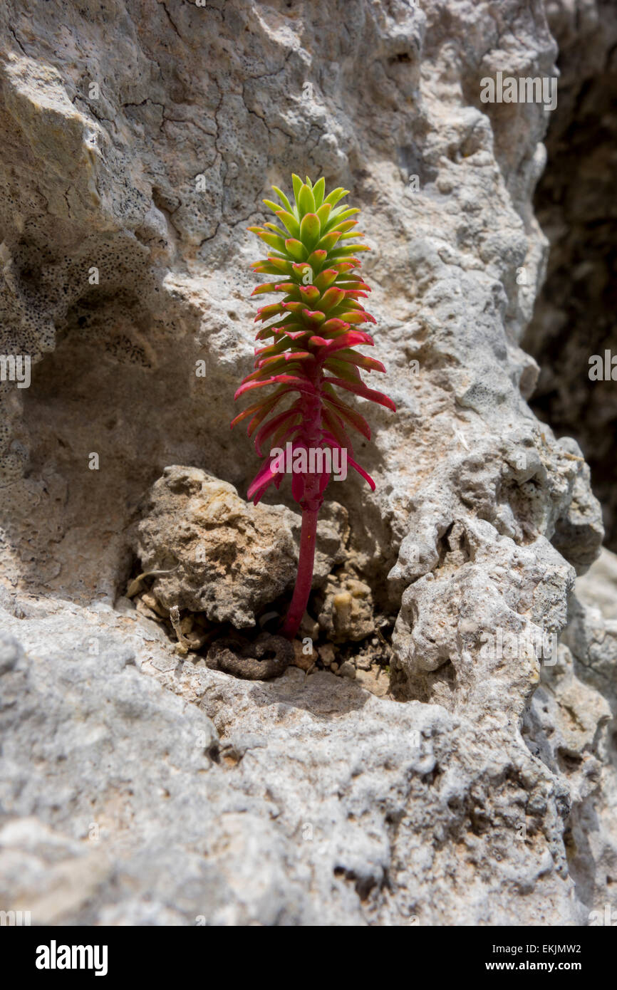 Piante succulente del genere "Crassula' trovato su una spiaggia rocciosa in Golden Bay, Malta, Mare Mediterraneo. Foto Stock