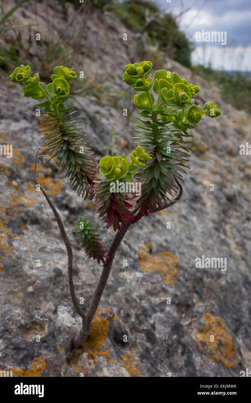 Di euforbia, Euphorbia spec. , Dalla riva Maltese, Mare Mediterraneo. Foto Stock