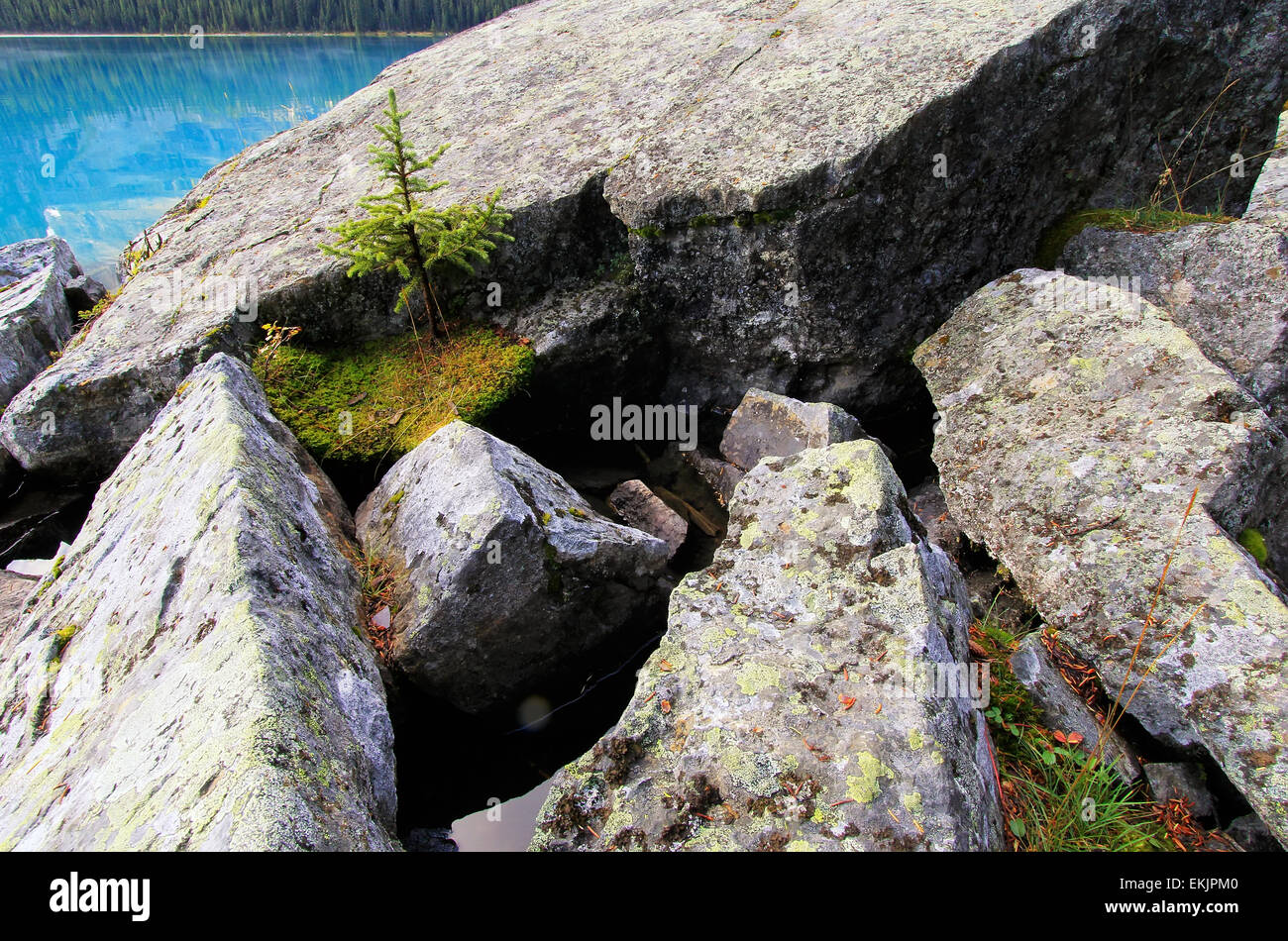 Pino piccolo albero che cresce sulle rocce, Lago O'Hara, Parco Nazionale di Yoho, British Columbia, Canada Foto Stock