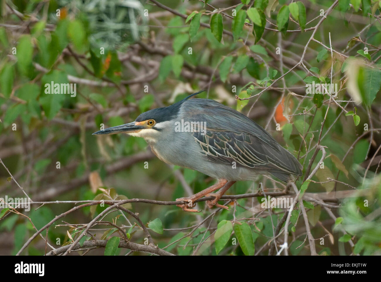 Verde-backed heron arroccato su arto Foto Stock