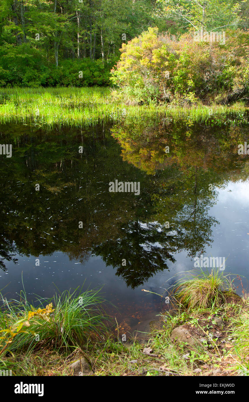 Phillips, Stagno Pachaug la foresta di stato, Connecticut Foto Stock