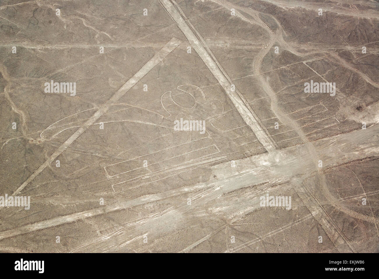 Linee di Nazca o pappagalli macaw geoglyph in Perù Foto Stock