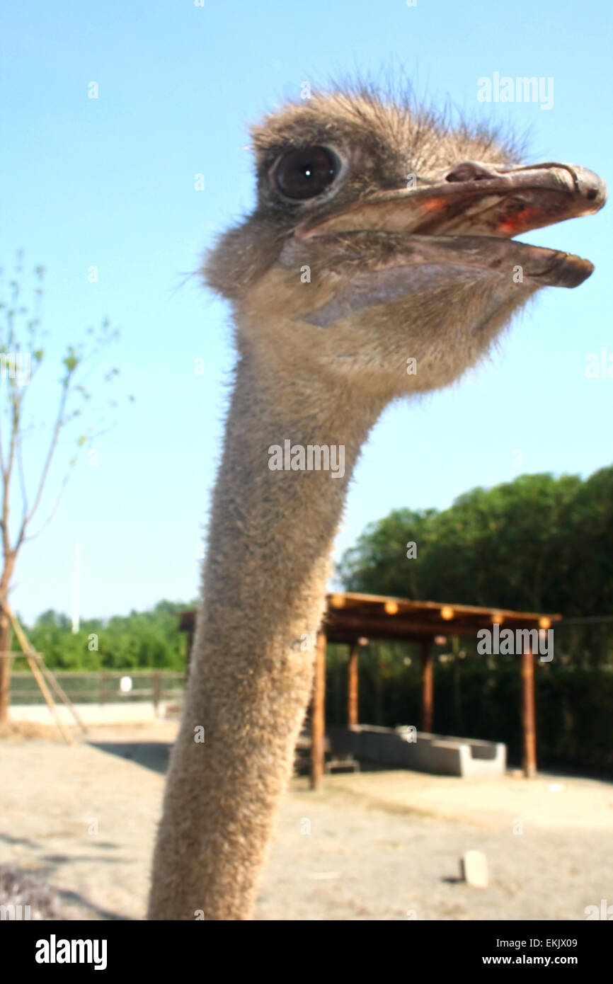 Uccello struzzo curiosità non ha nessun limite Foto Stock