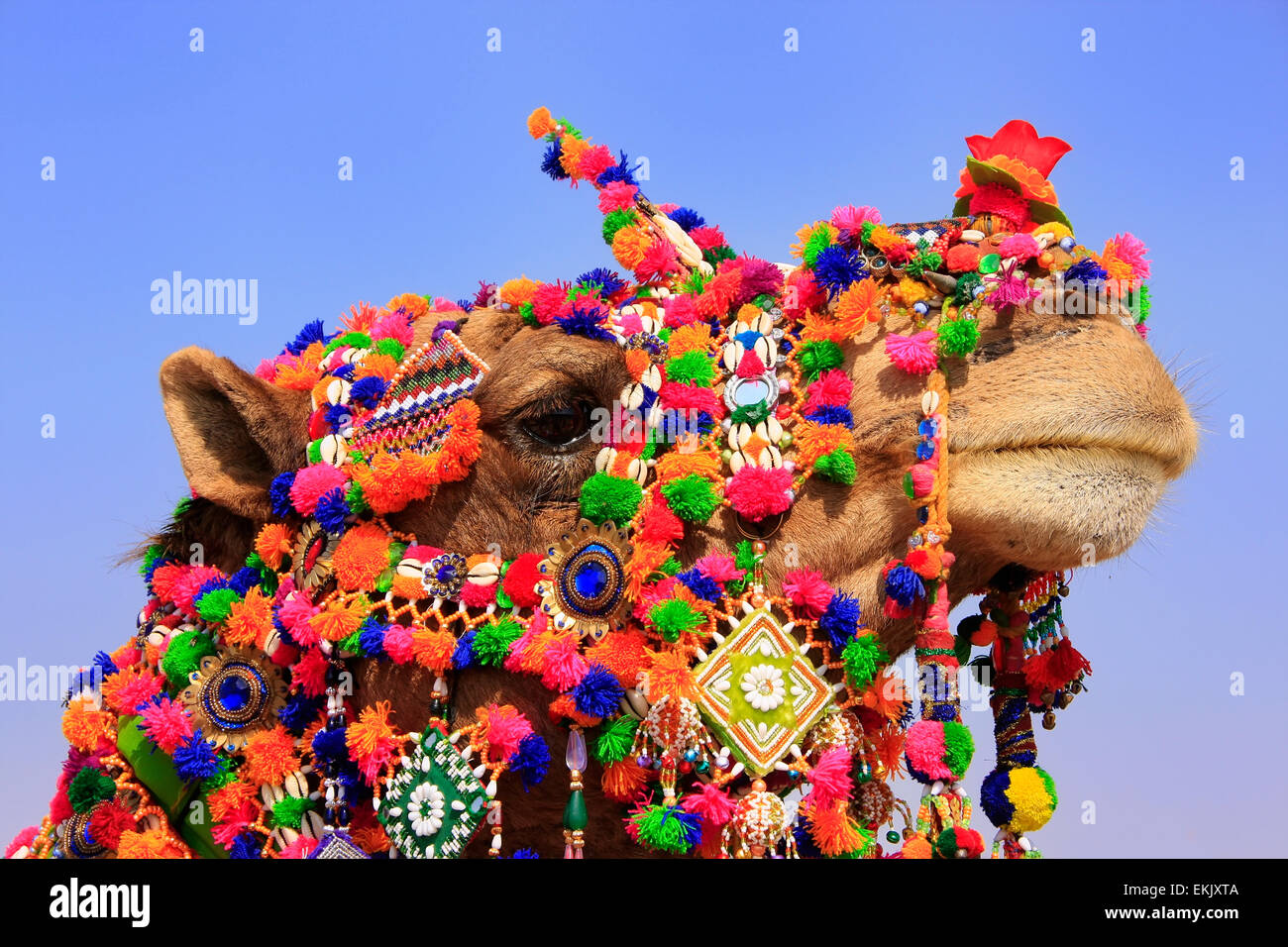 Ritratto di decorate camel presso il Desert Festival Jaisalmer, Rajasthan, India Foto Stock