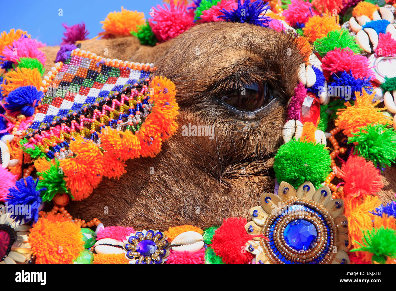 Dettaglio del cammello decorato occhio al Desert Festival, Jaisalmer, India Foto Stock