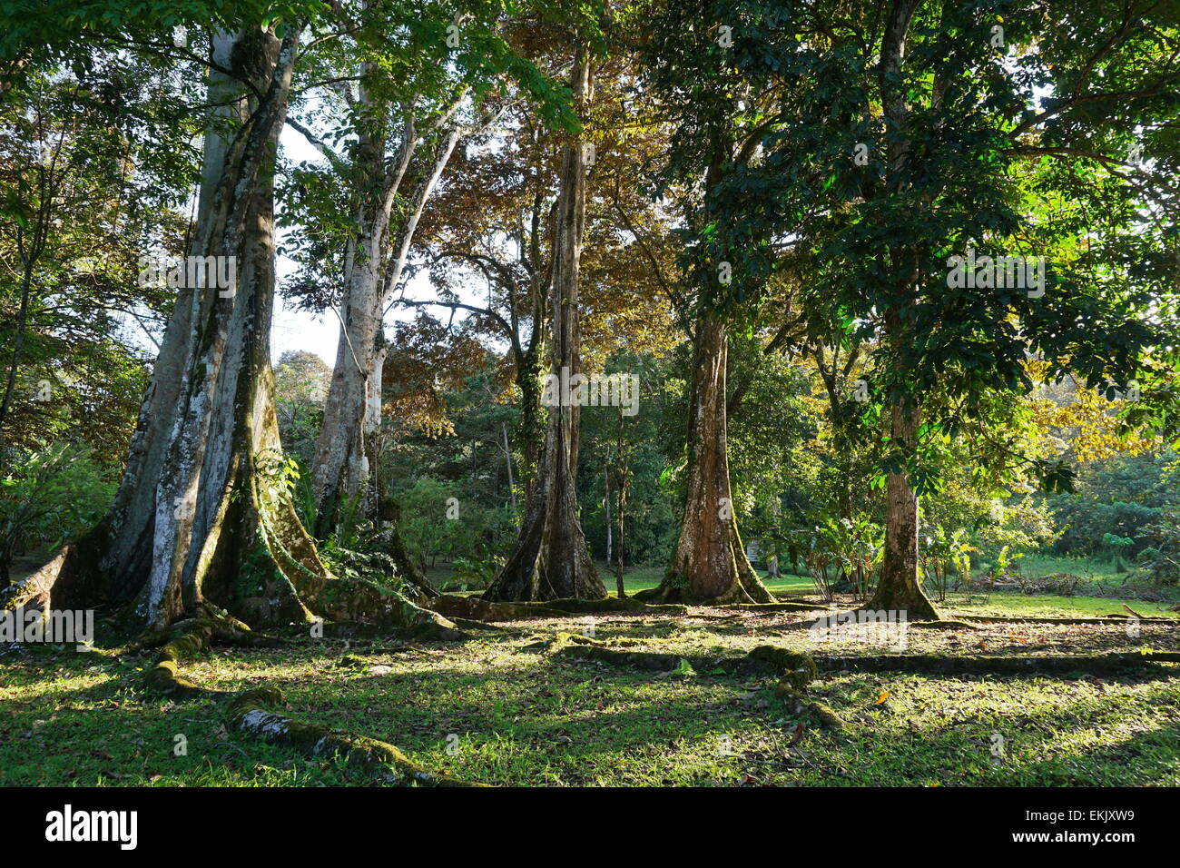 Tropicale di grandi alberi di fico sul lato dei Caraibi di Panama, Bocas del Toro, America Centrale Foto Stock