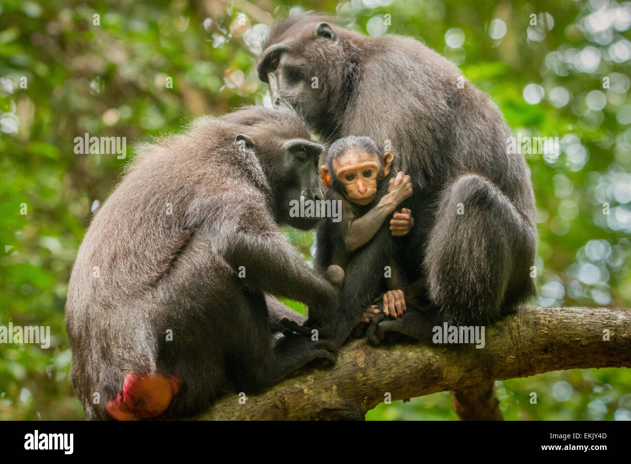 Le donne adulte del macaco nero Sulawesi (Macaca nigra) si stanno occupando di un neonato nella foresta di Tangkoko, nel Nord Sulawesi, Indonesia. Foto Stock