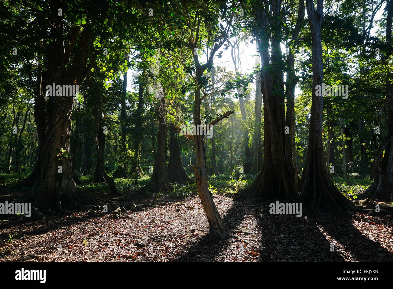 Alberi tropicali in foresta, lato caraibico del Costa Rica, scenario naturale, Puerto Viejo de Talamanca Foto Stock