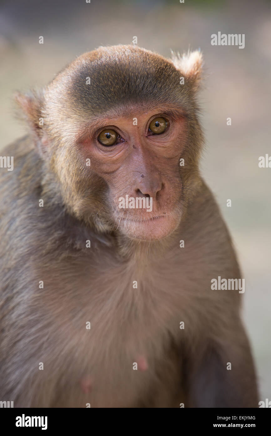 Macaco Rhesus seduta a Tughlaqabad Fort, New Delhi, India Foto Stock