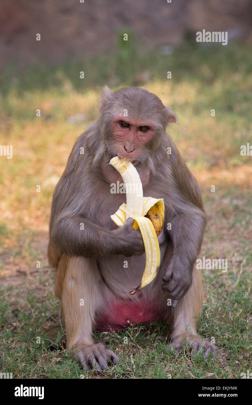 Macaco Rhesus mangiare banane Tughlaqabad a Fort, New Delhi, India Foto Stock