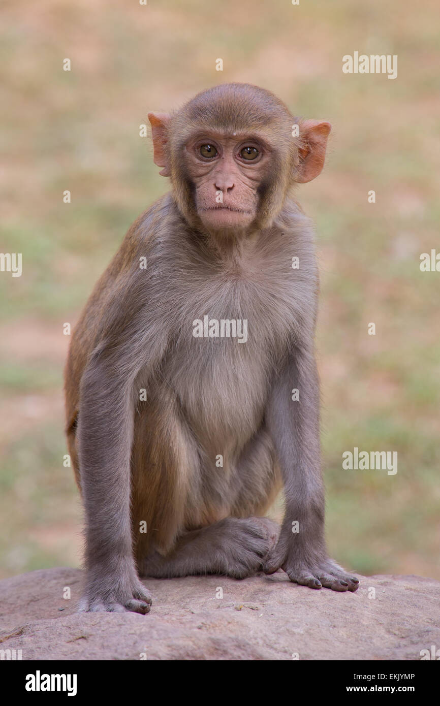 Giovani macaco rhesus seduta a Tughlaqabad Fort, New Delhi, India Foto Stock