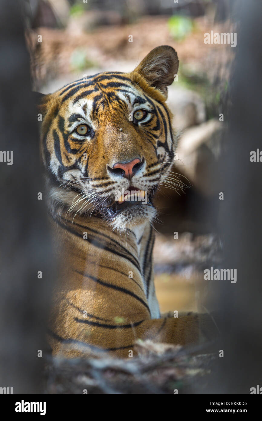 Maschio adulto tigre del Bengala a Ranthambhore, foresta, India. ( Panthera Tigris ) Foto Stock