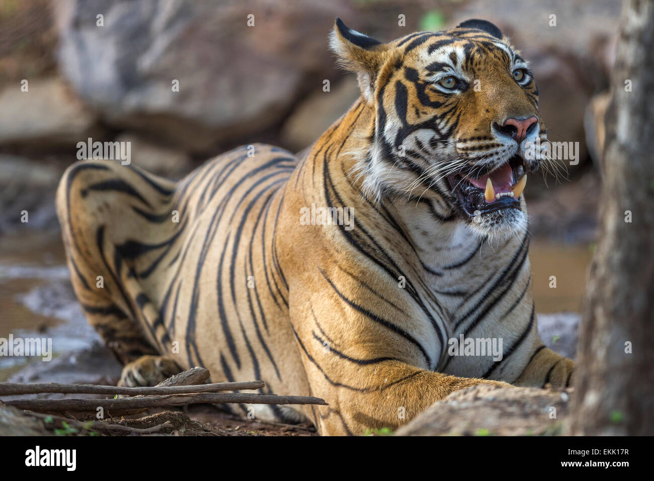 Maschio adulto tigre del Bengala a Ranthambhore, foresta, India. ( Panthera Tigris ) Foto Stock