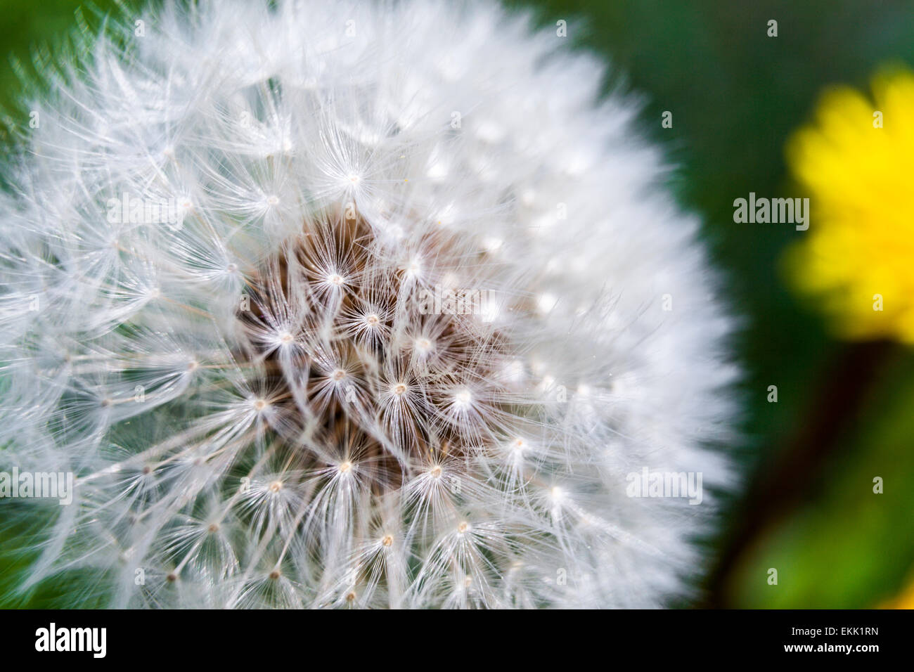 Bianco cigno giù sul comune di orologi di tarassaco, blowballs (Taraxacum officinale) Foto Stock