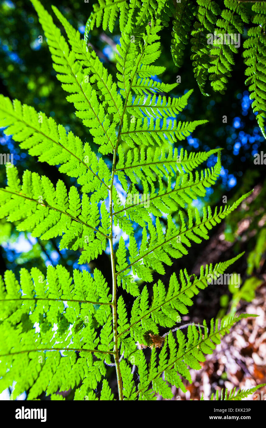 Comune felce maschio (Dryopteris filix-mas), retroilluminato foglia nella luce della sera Foto Stock