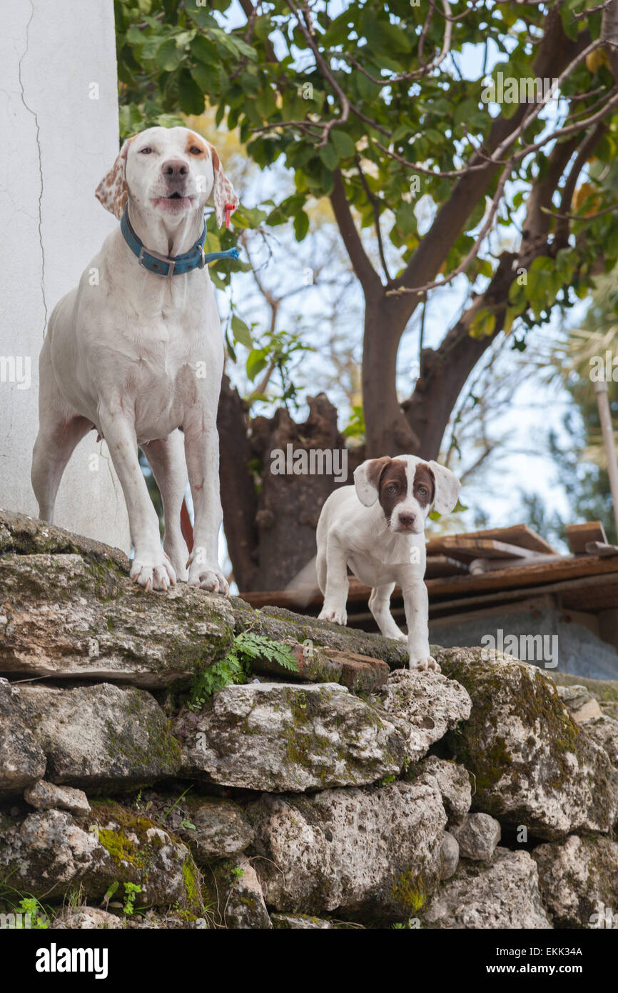 Guardando i cani Foto Stock